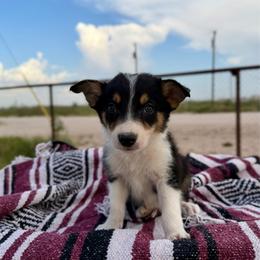 Menace - Tri-color male Border Collie puppy in Odessa, Texas from High Velocity Stockdogs