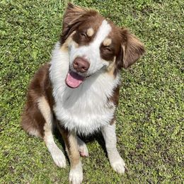 Piper - Australian Shepherd