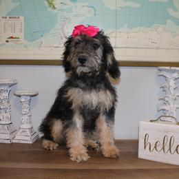 Girl 1 - Phantom Bernedoodle puppy in Riverdale, Utah from La Di Da Doodles