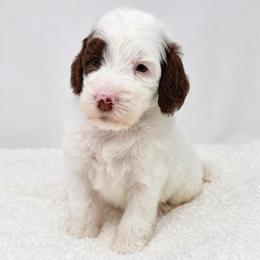 Mike - Parti male Goldendoodle puppy in Calhoun, Georgia from FamilyLoved Doodles