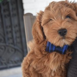 Havanese Puppies from Havanese of the Sonoran Desert