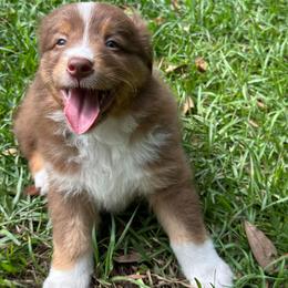 Lightening - Red tri-color male Australian Shepherd puppy in Tallahassee, Florida from H&H Red Gate Farm