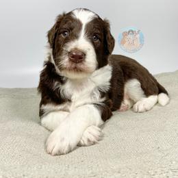 Aussiedoodle and Goldendoodle Puppies from Dandy Doodle Ranch