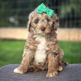 Ava - Merle female Goldendoodle puppy in Cleveland, Tennessee from Edgewater Doodles & Designer Pups
