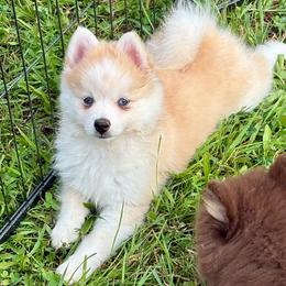 Andy - White male Pomsky puppy in Harford Mills, New York from Finger Lakes Pomskies