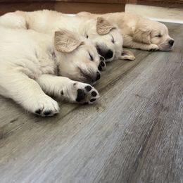 Golden Retriever Puppies from Mia Ragazza Golden Retrievers