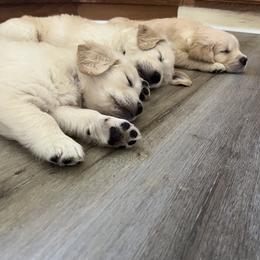 Golden Retriever Puppies from Mia Ragazza Golden Retrievers