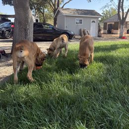 Orange collar - Fawn female Cane Corso puppy in Morgan Hill, California from Corso Empire