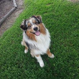 Cinch - Australian Shepherd