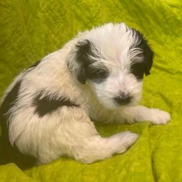 Tess-turquoise - Black and white female Bernedoodle puppy in Lynch Station, Virginia from Mini Bernedoodles by Ziva & Zac