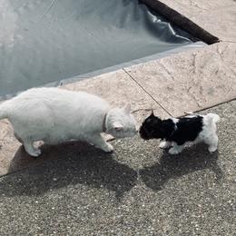 Biewer Terrier Puppies from Biewer Terrriers of Stone Creek
