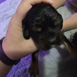 Black collar - Black white and tan male Cocker Spaniel puppy in South Milwaukee, Wisconsin from South East Wisconsin cocker spaniels