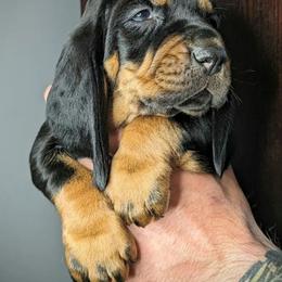 Black Girl - Black and tan female Black and Tan Coonhound puppy in Madisonville, Tennessee from Blackstone Valley Hounds
