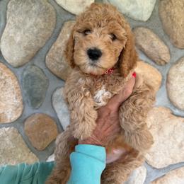 Red - Girl - Red  female Goldendoodle puppy in Kent City, Michigan from Hannah Mae Doodles