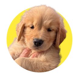 Yellow - Golden Golden Retriever puppy in Lakeville, Massachusetts from Platinum Golden Retrievers