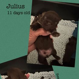 Julius - Liver male Shih Tzu puppy in Beatrice, Nebraska from I Shih Tzu Not Puppies