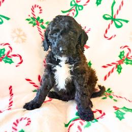 Hershey- Black and White - Male - Black male Goldendoodle puppy in Wickenburg, Arizona from Gentle Paw Goldendoodles