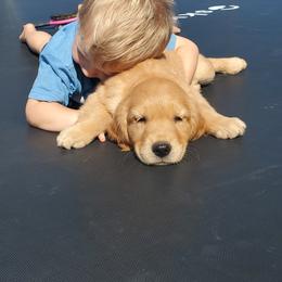 Golden Retriever Puppies from Lilac Acres