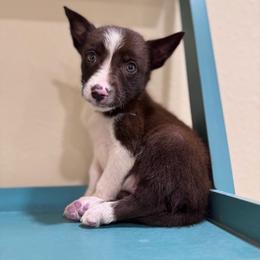 Dopey - White and red female Border Collie puppy in Oberlin, Kansas from Hangin R Kennels