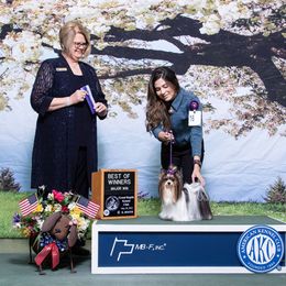 Grecia - Biewer Terrier