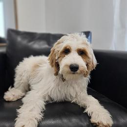 Maple - Labradoodle