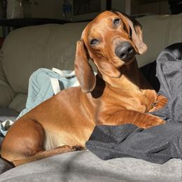 Hogan - Dachshund