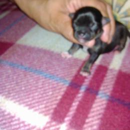Chihuahua Puppies from Chilove Chihuahuas