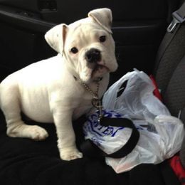 English Bulldog Puppies from Signature Bulldogs