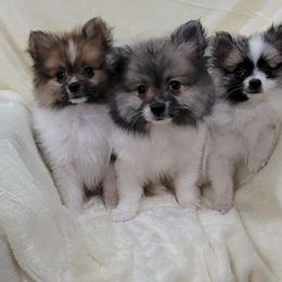 Pomeranian Puppies from Prancing Poms