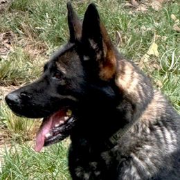 Ketura - German Shepherd