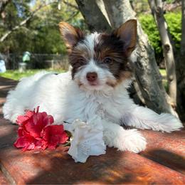 Bella - Chocolate, tan and white female Yorkshire Terrier puppy in Florence, Alabama from Ashley's Yorkshire Terriers