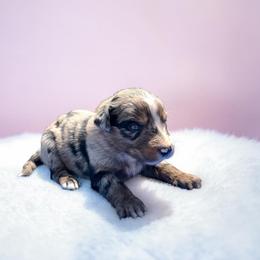 Dolly - Blue merle female Australian Shepherd puppy in Statesville, North Carolina from Charming Australian Shepherds