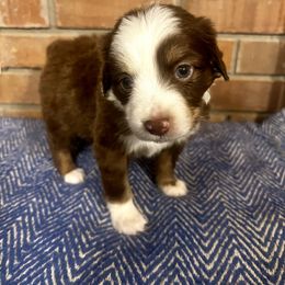 Miniature Australian Shepherd Puppies from Magnolia Aussies