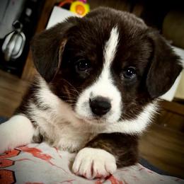 Rowdy Ridge - Black and white male Cardigan Welsh Corgi puppy in Omaha, Arkansas from DnD Corgis