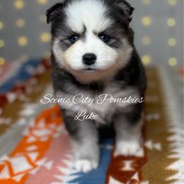 Luke Duke - Black and white male Pomsky puppy in Rossville, Georgia from Scenic City Pomskies