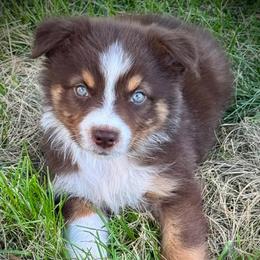 Ranger - Red tri male Miniature Australian Shepherd puppy in El Dorado Springs, Missouri from HP Aussie Kennels