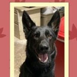 Hannah - German Shepherd