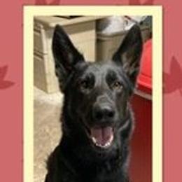 Hannah - German Shepherd