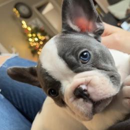 French Bulldog Puppies from Foster Lake Frenchies