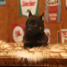 Valor - Bi-color male German Shepherd puppy in Philippi, West Virginia from Vom Haus Highlands