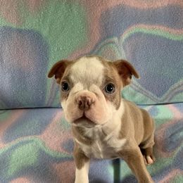 Boston Terrier Puppies from Heather's Boston Babies