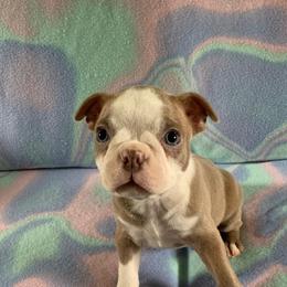 Boston Terrier Puppies from Heather's Boston Babies