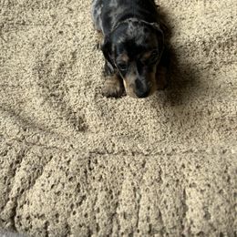 Dachshund and Poodle Puppies from Desjardin’s Poodles & Dachshunds