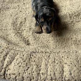 Dachshund and Poodle Puppies from Desjardin’s Poodles & Dachshunds