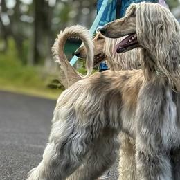 Maizey - Afghan Hound