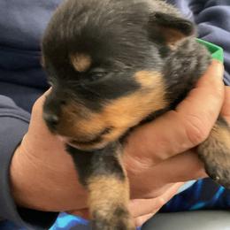 Dark Green boy - Black and mahogany male Rottweiler puppy in Cartersville, Virginia from Vom Heldenhaft Rottweilers