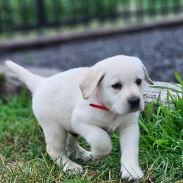 Red yellow male - Yellow male Labrador Retriever puppy in Lititz, Pennsylvania from R&M Labrador Retriever Puppies