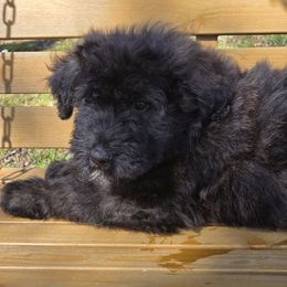 AKC BREN - Silver and gray Bouvier des Flandres puppy in Marionville, Missouri from Sandbox Puppies