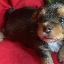 Morkies and Yorkshire Terriers from Christ Like Pups