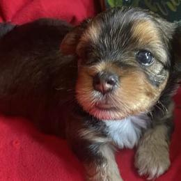 Morkies and Yorkshire Terriers from Christ Like Pups